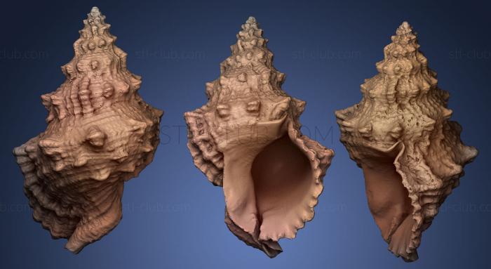 Камни и ракушки Морская раковина 3D